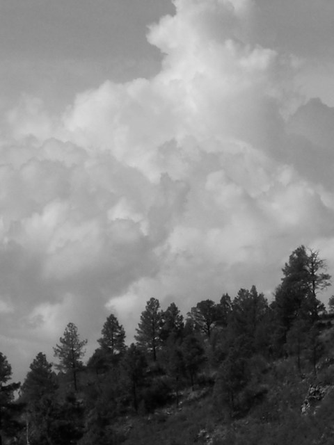 pine trees and clouds