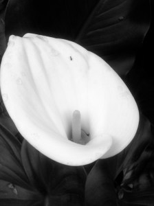 big sur flower and ant